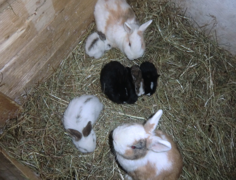 Farm17